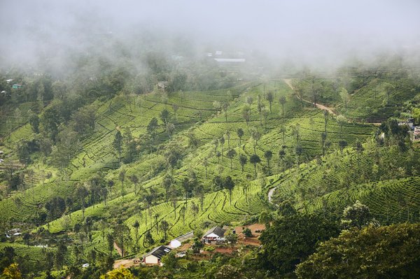 Comment organiser une visite des plantations de thé à Darjeeling, Inde?